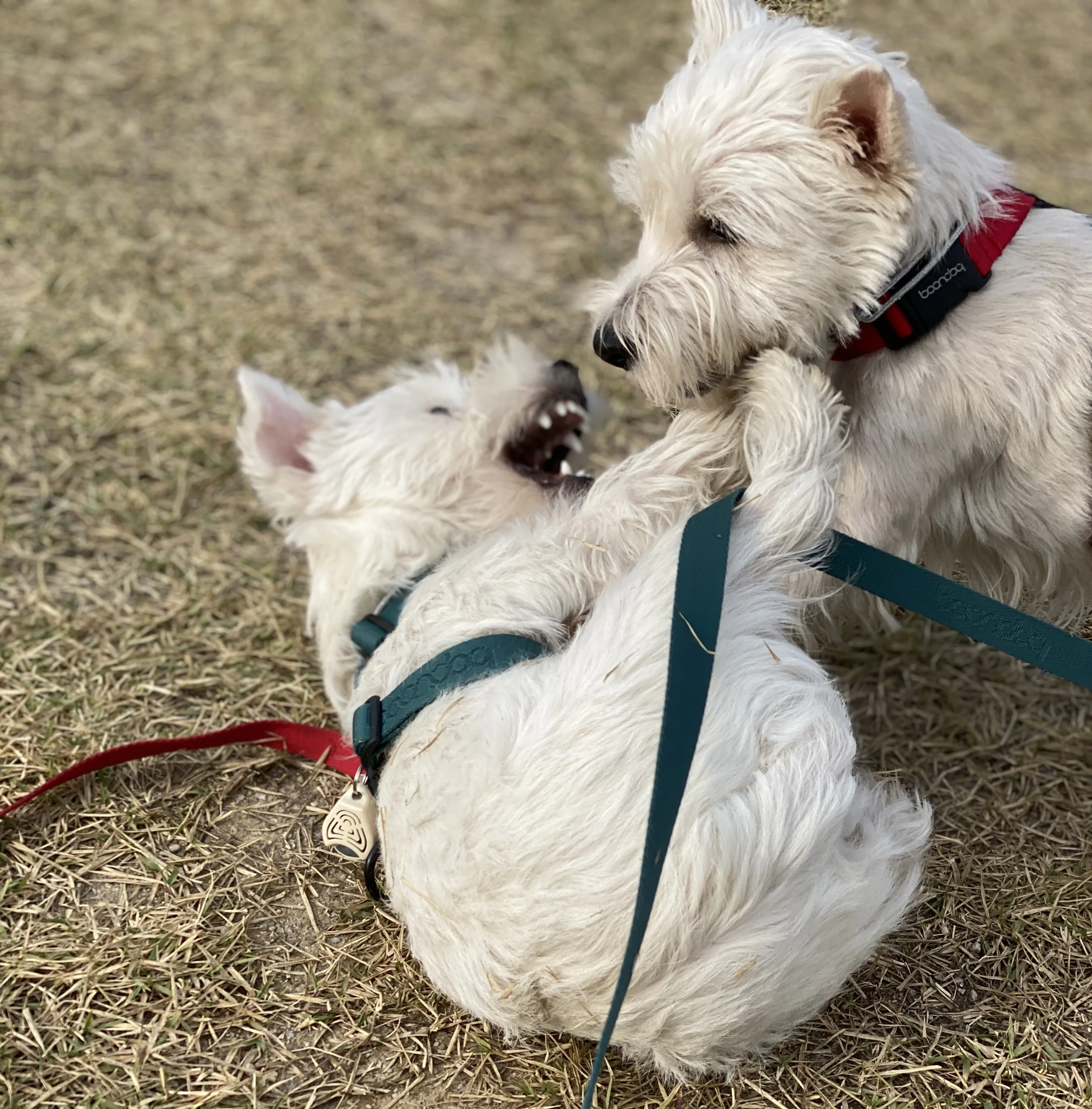 仕事と生活の境界線が消えた日々：愛犬たちが教えてくれた「強制的」休息の技術